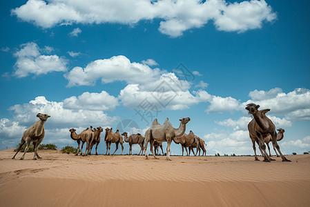 沙漠骆驼，沙漠骆驼为什么被禁了？